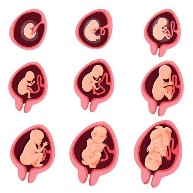 Tüp Bebek Transfer Sonrası Embriyo Tutulması İçin Ne Yapılır?